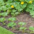 Saiba como plantar abobrinha vegetal saudável e versátil na culinária