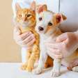 Como calcular a idade real de cães e gatos?