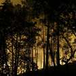 Incêndio destrói floresta de Fontainebleau, a 60 km de Paris, e pode ter origem criminosa