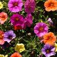 Petúnia colore o jardim e é fácil de cuidar; veja como cultivar