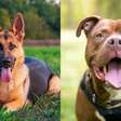 Comportamento canino: genética ou criação? Entenda a verdade