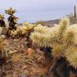 Dos espinhos de cactos às presas de cobras, a função impulsiona a evolução das ferramentas de perfuração da natureza