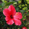 Hibisco e rosa vermelha: saiba como essas flores podem ser poderosas para o amor-próprio