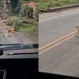 Caminhoneiro deixa cachorro passar em meio ao trânsito de rodovia em MG