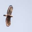Águias, falcões e gaviões: entenda as características que diferenciam essas aves de rapina