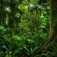 Florestas tropicais podem deixar de atuar como sumidouros de carbono durante o El Niño