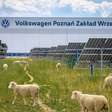 Volkswagen colocou rebanho de ovelhas para pastar sob painéis solares e descobriu que isso estava mudando a forma como a energia é produzida