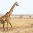 Curiosidades fascinantes sobre as girafas que você (provavelmente) não sabia
