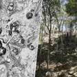 Cidade maia permaneceu escondida na selva por séculos: arqueólogos precisaram de 13 anos e facões para alcançá-la