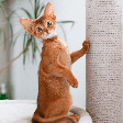 A Casa do Dragão: 10 nomes para gato inspirados nos personagens da série