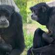 Macaca encontra passarinho e emociona com gesto doce; assista ao vídeo