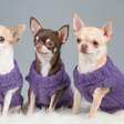 O Chihuahua é uma das raças que mais vivem, mas isso não acontece por acaso