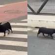 Cachorrinha viraliza ao buscar pastel todos os dias em lanchonete de SC há 5 anos