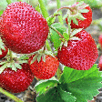 Morango faz bem à saúde? Veja 7 benefícios e maneiras criativas de consumir a fruta