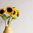 Como plantar girassol em vaso? Veja os cuidados para cultivar a flor em casa