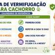 Quando foi a última vez que seu cachorro tomou vermífugo? Veja a tabela