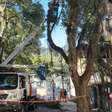 Rua Sorocaba, em Botafogo, recebe mutirão de poda, limpeza e manutenção