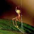 Nova espécie de aranha surpreende cientistas com estratégia de 'catapulta mortal' para capturar formigas