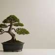 Bonsai em casa traz energia estagnada? Entenda o que o Feng Shui diz sobre a planta