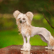 Cachorros chineses: 6 raças originárias da China