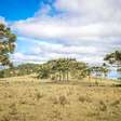 Floresta de altitude do Brasil vem sendo moldada por mudanças climáticas e povos indígenas há 6.000 anos