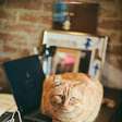 Veterinários concordam em uma coisa: gatos não se deitam em cima de notebooks apenas para se aquecerem, mas também por um outro motivo
