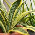 Três plantas que purificam o ar da sua casa e são fáceis de cuidar