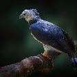 Gavião-real: 8 curiosidades sobre uma das maiores aves de rapina das Américas