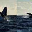 Vídeo mostra baleia-jubarte fazendo acrobacias no mar de Maracaípe, em Pernambuco