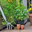 Como criar um jardim de ervas aromáticas dentro de casa e transformar o ambiente