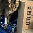 A luta da gatinha resgatada do frio contra a pneumonia severa