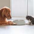 Pets no inverno: precisam mesmo comer mais?