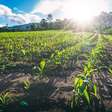 Novo El Niño reforça importância da gestão de riscos no agro