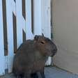 Brigada Militar captura capivara em via pública e devolve animal à natureza em Torres