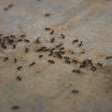 As melhores maneiras de eliminar formigueiros da sua casa ou jardim de forma rápida e fácil