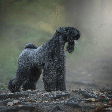 Kerry blue terrier: conheça características do cachorro dessa raça