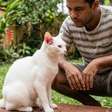 Doença do gato: quando uma ferida pode ser mais do que um machucado