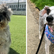Antes e depois de cadela resgatada impressiona ao revelar cílios longos