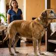 Seu cachorro parece estar envelhecendo antes da hora? Talvez o problema seja outro
