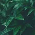 5 erros que podem matar suas plantas no inverno e como evitá-los
