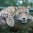 O que significa o proverbio chinês: "O leopardo morre e deixa a sua pele; o homem morre e deixa o seu nome"?