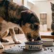Cachorro pode comer ração de gato? Veja quando isso é um problema