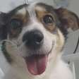 Cachorrinha Lili, que sobreviveu a ataque há quase nove anos, enfrenta nova batalha após pneumonia grave