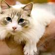 Lambidas de gatos indicam vínculo com humanos? Entenda o comportamento