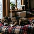 Novo Hamburgo reforça lar temporário para cães no inverno; saiba como participar