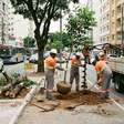 Prefeitura de Chapecó substitui árvores com risco de queda em avenida