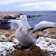 Essas aves impressionam pelo tamanho