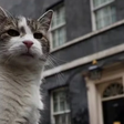 Contratado como 'funcionário público', gato Larry passa a viver com o novo premiê inglês