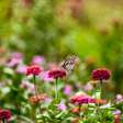 7 plantas perfumadas para deixar a casa naturalmente cheirosa