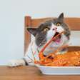 Seu gato está comendo demais? 7 sinais de que a alimentação pode estar passando do ponto